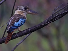 Blue-winged kookaburra in Kakadu National Park, Australia