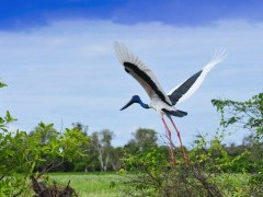Jabiru in Australia.