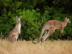 Eastern grey kangaroo in Australia.