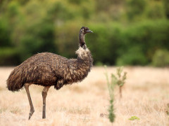 Emu in Australia.