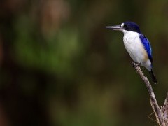 Forest kingfisher in Kakadu National Park, Australia