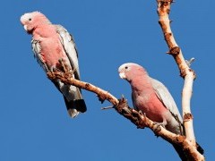 Galah cockatoos in Kakadu National Park, Australia