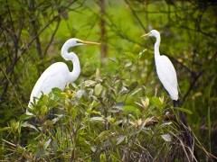 Great egret (L) and intermediate egret (R) in Kakadu National Park, Australia