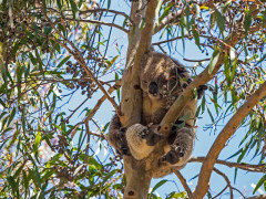 Koala in Australia.