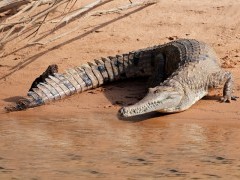 Large freshwater crocodile in Kakadu National Park, Australia