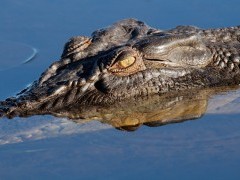 Large saltwater crocodile in Kakadu National Park, Australia