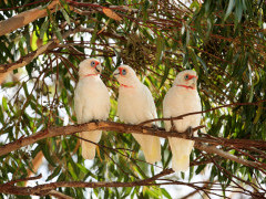 Long-billed corellas in Australia.
