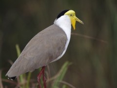 Masked lapwing in Australia