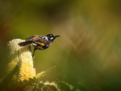 New Holland honeyeater in Australia.