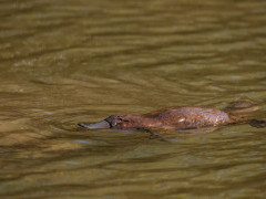 Platypus in Australia.