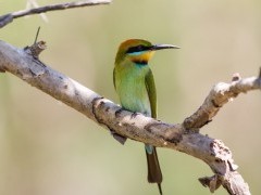 Rainbow bee-eater in Kakadu National Park, Australia