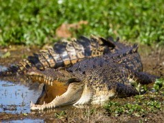 Saltwater crocodile in Kakadu National Park, Australia