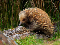 Short-beaked echidna in Australia.