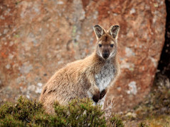 Bennett's wallaby in Tasmania, Australia.