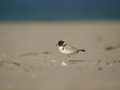 Hooded dotterel in Tasmania, Australia