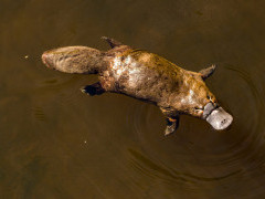 Duck-billed platypus in Tasmania, Australia