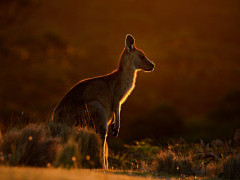 Forester kangaroo in Tasmania, Australia