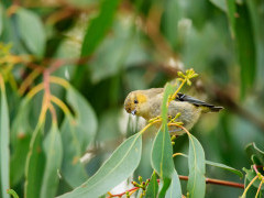 Forty-spotted pardalote in Tasmania, Australia.
