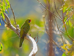 Green rosella in Tasmania, Australia.