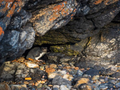 Little penguin in Tasmania, Australia.