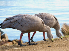 Cape barren geese in Tasmania, Australia