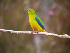 Orange-bellied parrot in Tasmania, Australia