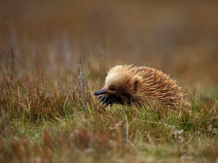 Short-beaked echidna in Tasmania, Australia.
