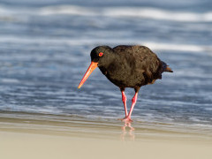 Sooty oystercatcher in Tasmania, Australia