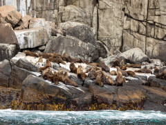 Australian fur seal colony in Tasmania, Australia