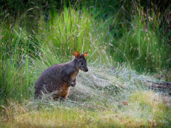 Tasmanian pademelon in Tasmania, Australia