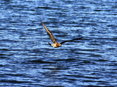 Wedge-tailed eagle in Tasmania, Australia