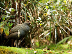 Tasmanian native swamphen in Australia.