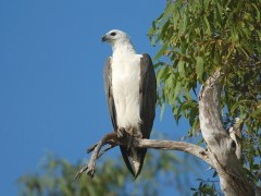 White-bellied sea-eagle in Kakadu National Park, Australia