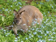 Bennett's wallaby in Australia