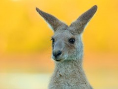 Eastern grey kangaroo in Australia.