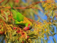 Musk lorikeet in Australia.