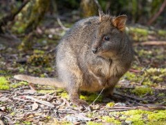Pademelon in Australia