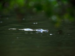 Platypus in Australia.