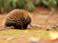 Short-beaked echidna in Australia.
