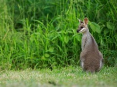 Swamp wallaby in Australia.