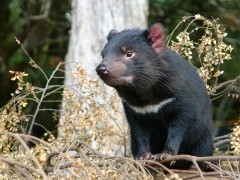 Tasmanian devil in Australia.