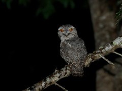 Tawny frogmouth in Australia.