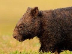 Wombat in Australia.