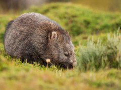Wombat in Australia.