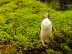 Yellow-eyed penguin in Auckland Islands, New Zealand