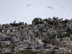 Erect crested penguins & Salvin’s albatross.