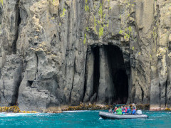 Zodiac trip to Little Mangere on Chatham Islands.