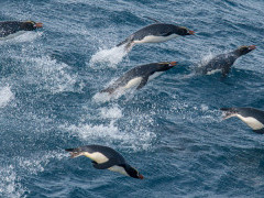 Erect-crested penguins.