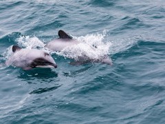Hector's dolphin in New Zealand