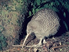 Great spotted kiwi in New Zealand